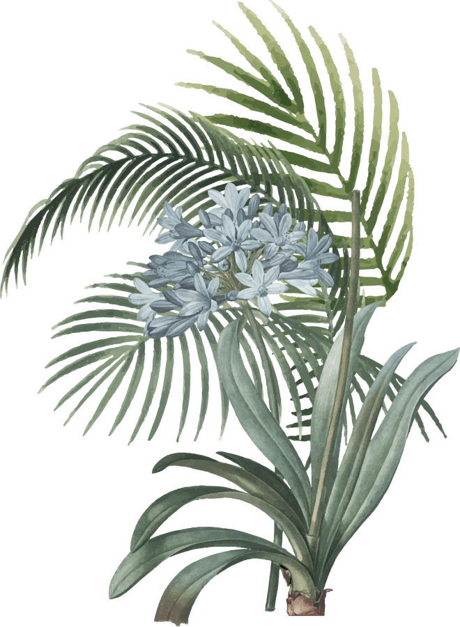 Pohon