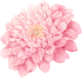 ornamen-11
