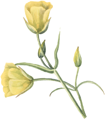 ornamen-13