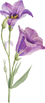 ornamen-16