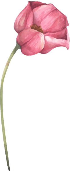 ornamen-17