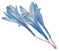 ornamen-06