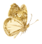 Kupu Kupu