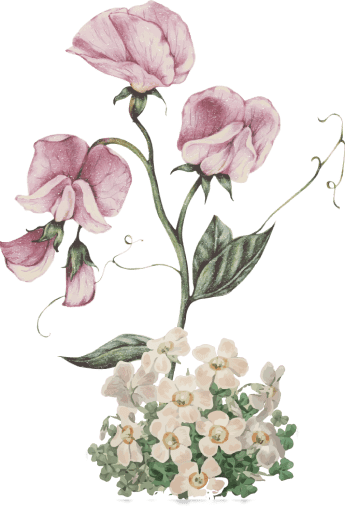 Cover Flowers