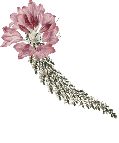 Orn Border 3