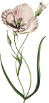 Orn Border 5