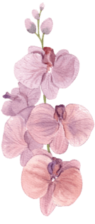 Orchid Purple