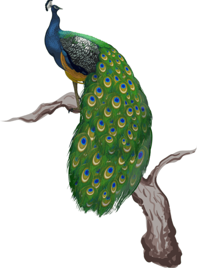 orn-peacock